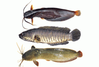 জিওল মাছে পুষ্টি বেশি-জেনে নিন, কোন মাছে কেমন পুষ্টি?