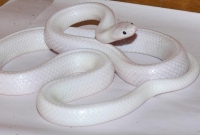  ধবধবে সাদা রংয়ের সাপ! বিরল এই সাপ নিয়ে চাঞ্চল্য