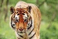  দিন দুপুরে শাহরুখ-আনুশকার শুটিং সেটে বাঘের হানা! তারপর যা হলো