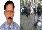 প্রতিমন্ত্রীর বিতরণ করা ছাগল মারা যাওয়ার সংবাদ ফেসবুকে শেয়ার করে সাংবাদিক গ্রেপ্তার প্রতিমন্ত্রীর বিতরণ করা ছাগল মারা যাওয়ার সংবাদ ফেসবুকে শেয়ার করে সাংবাদিক গ্রেপ্তার