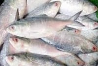 সাগর মোহনায় ঝাঁকে ঝাঁকে ইলিশ, পূর্ণিমার অপেক্ষায় জেলেরা