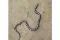 পত্নীতলায় বিরল প্রজাতির সাপ উদ্ধার