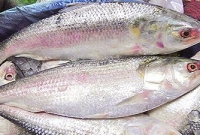 সাগরে ঝাঁকে ঝাঁকে ধরা পড়ছে রুপালি ইলিশ