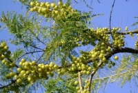 আমলকি মেধা-দৃষ্টিশক্তি বৃদ্ধিসহ বহুবিধ উপকারী ফল!