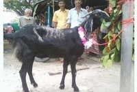এই ছাগলটির দাম ৮০ হাজার টাকা!