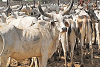 গরু রক্ষা করতে গিয়ে ভারতীয় চাষিরই ক্ষতি, বলল সরকারি সমীক্ষা