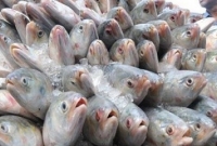 জাল ফেললেই শুধু ইলিশ আর ইলিশ, ধরা পড়ছে ঝাঁকে ঝাঁকে