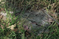 ছবিটিতে লুকিয়ে আছে একটি বিষাক্ত সাপ! খুঁজে পাবেন?