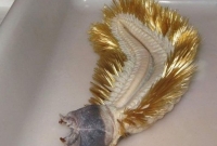 সামনে পড়ে গেলে মুহূর্তে সাবাড়! সর্বভুক এই প্রাণী সত্যিই ভয়ঙ্কর, তাজ্জব বিজ্ঞানীরা