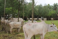 কে এই একরাম চৌধুরী, যে এবারও ১২০ গরুর ভোজ দিচ্ছেন?