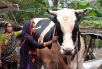 পরিষ্কার বিবি আর ইতির চমক দেড় টনের 'রাজাবাবু'!