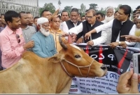 কাপাসিয়ায় ১৫ আগস্ট উপলক্ষে মরিয়ম ফাউন্ডেশনের ২২ টি গরু বিতরণ