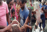 মাছ, নাকি ভিন গ্রহের কোনো জীব? বন্যার জলে ভেসে এসেছে- এক নজর দেখার জন্য জনস্রোত