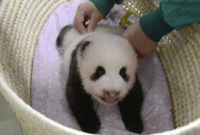 এই অতিথির ছবি এখন ভাইরাল! কেন জানেন?