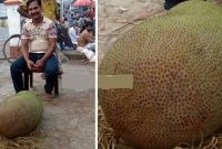 ৪৫ কেজি কাঁঠালের দাম বলতে বলতে বিরক্ত বিক্রেতা!