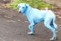 এলাকায় ঘুরে বেড়াচ্ছে নীল রঙের কুকুর! ভিডিও ভাইরাল