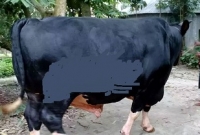 এক ষাঁড়েই লোকসান সাড়ে ৪ লাখ! তাহলে দাম কত?