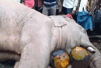 সামান্য তালের কারণে মারা পড়ল হাতিটি