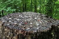  ১৭০০ বছরের পুরোনো টাকার গাছের সন্ধান!