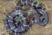 ভয়ঙ্কর এই সাপ! কামড়ালেও বুঝবেন না, অজান্তেই হবে মৃত্যু