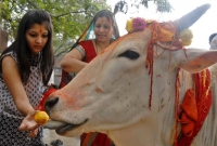 গরুর প্রতি নিষ্ঠুরতার দায়ে এবার বিজেপি নেতা গ্রেফতার