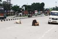 গরু নিয়ে ভয়াবহ সমস্যায় ভারত!
