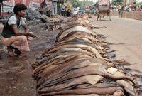 মাটিতে পুঁতে ফেলা হলো কোরবানির পশুর চামড়া