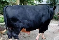 সাড়ে ৯ লাখ টাকার সেই ষাঁড় বাধ্য হয়ে মাত্র দুই লাখ টাকায় বিক্রি!