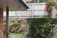 আপনি কি দেখতে পাচ্ছেন বাড়ির পেছনের বিশাল সাপটি?