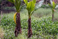  ছবিটিতে লুকিয়ে আছে একটি কুমির, দেখতে পাচ্ছেন কি?