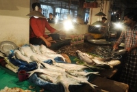 ‘চাই লও, বাছি লও তরতাজা ইলিশের কেজি ৩০০’