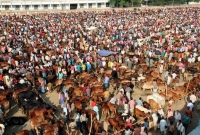 তালতলীতে জাঁকজমকপূর্ণ পরিবেশে জমে উঠেছে কোরবানির পশুর হাট