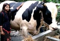 ইতি দেড় টন ওজনের ‘রাজা বাবু’ উঠবে কোরবানিরে হাটে