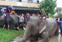 বন্যা দূর্গতদের উদ্ধার করতে এগিয়ে এলো হস্তিবাহিনী!