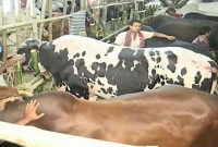 মালিক থেকে প্রায় এক ফুট উঁচু দেবরাজের দাম ১৫ লক্ষ টাকা!