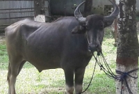 কোরবানির হাটে পাগলা মহিষের তাণ্ডব!