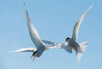 সমুদ্রের ওপর দিয়ে হাজার মাইল পথ পাড়ি দেয়া পাখি কেন পথ হারায় না?