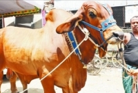 কে কিনলেন ১৬ লাখ টাকার এই সুলতানকে!