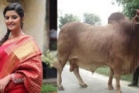 শিল্পিদের জন্য এবারও এফডিসিতে কোরবানি দিবেন আলোচিত অভিনেত্রী পরীমণি