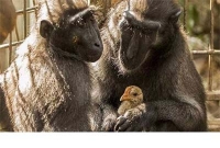 মুরগি ছানাকে দত্তক নিল বানর, ছবি দেখলে মন ভালো হয়ে যাবে