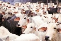 গরুর গোশত নিষিদ্ধ করে ভয়াবহ ক্ষতির মুখে ভারত