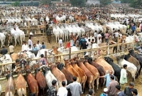 জানেন কি, যেসব কারণে কোরবানি দিলেও কোরবানি হবে না