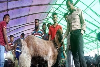 ১ লাখ ৩৫ হাজার টাকার ‘বাদশা’! খেতেন মিনিকেট চালের ভাত