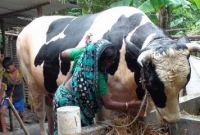 ১৩ লাখেও রাজা বাবুকে বিক্রি করতে নারাজ পরিষ্কার বিবি