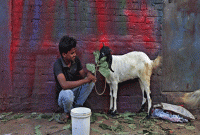 এই ছাগলটির দাম ১ কোটি ৭৮৬ টাকা!