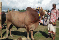 ‘লাইল্যার’ দাম ৭ লাখ!