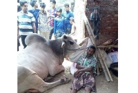 'জবাইয়ের আগে গরুটারে একটু আস্তে ফালায়েন স্যার…অনেক আদরের গরু তো'