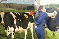 গরুর পেটে অদ্ভুত ছিদ্র! ঢুকে যাচ্ছে মানুষের হাত, কী হচ্ছে এভাবে?