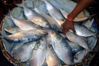 পুঁটি মাছের চেয়েও সস্তায় পাওয়া যাচ্ছে ইলিশ মাছ!