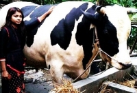 যে কারণে বিক্রি করলেন না দেড় টন ওজনের ‘রাজাবাবু’; পরিষ্কার বিবি ক্ষোভ নিয়ে যা বললেন